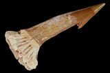 Cretaceous Giant Sawfish (Onchopristis) Rostral Barb #81592-1
